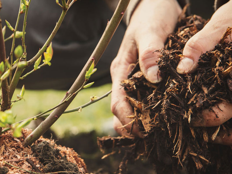 Hands covering base of shrub with mulch