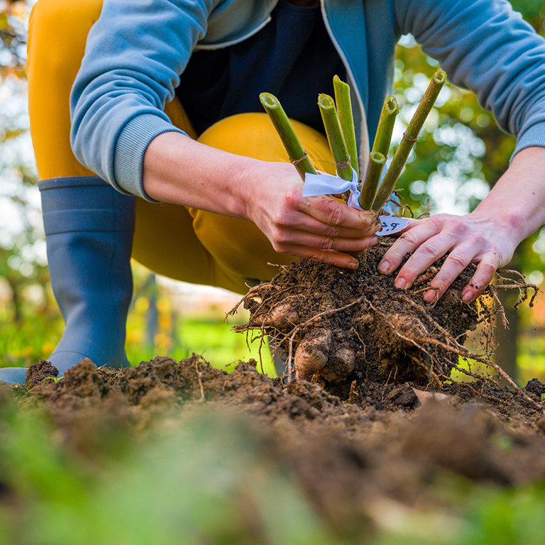 A crouched down gardener preparing a plant with exposed roots for planting