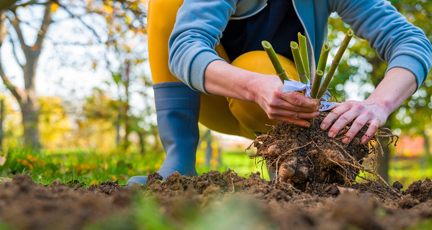 A crouched down gardener preparing a plant with exposed roots for planting