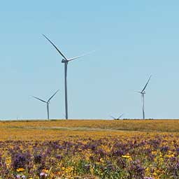 Turbines against a blue sky with wildflowers in the foreground