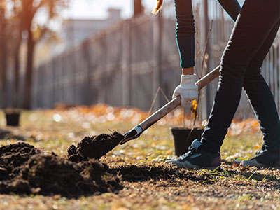 Planting a tree in autumn