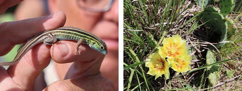 two side by side photos, on the left: A researcher shows visitors a six-lined racerunner lizard at Big Sand Mound Nature Preserve. On the right: A Prickly Pear cactus blooms in the desert-like ecosystem of Big Sand Mound.