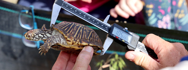 A researcher at Big Sand Mound measures an ornate box turtle found along a trap line. Visitors observed how different species are monitored in the nature preserve.