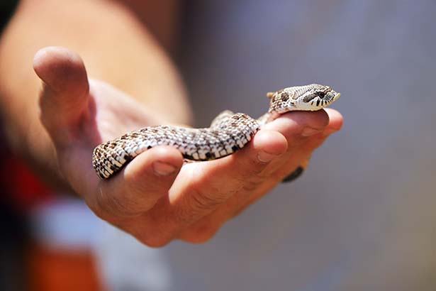 Outstretched hand holding a small hognose snake