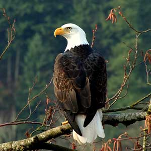 Eagle sitting on a branch