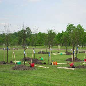 A group of trees that where just planted