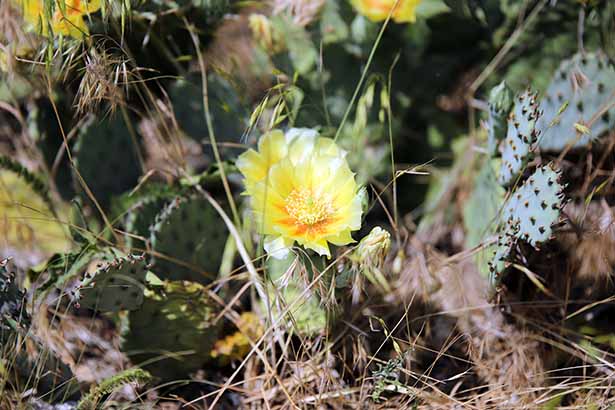 Yellow blossom on a prickly pear cactus