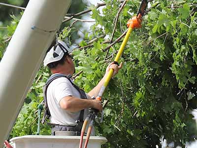 Employee in a bucket truck pruning trees wearing safety gear