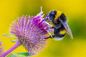 A close-up profile photo of a bumblebee climbing on a purple flower bloom against a background of green and yellow foliage