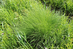 An example of the type of prairie grasses planted at our solar farm sites. 