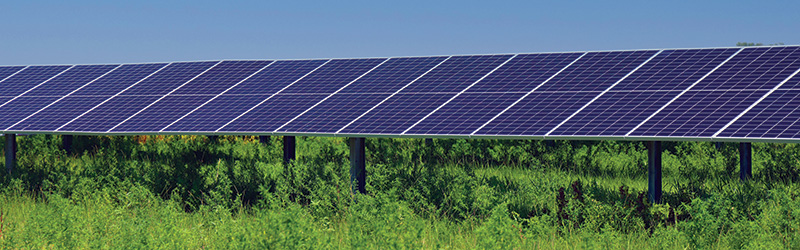 A large solar panel array situated among tall grasses and plants, against a clear blue sky.