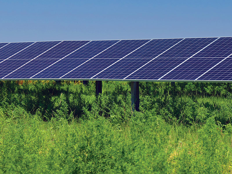A large solar panel array situated among tall grasses and plants, against a clear blue sky.