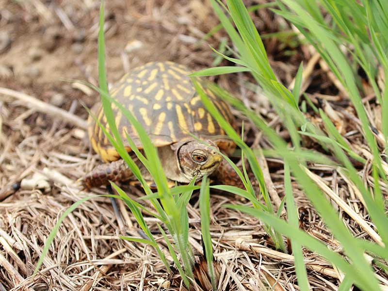 Turtle at Big Sand Mound Nature Preserve