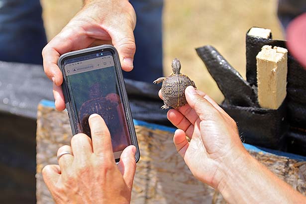 Small box turtle being held up to a smartphone to be measured.