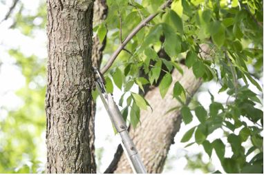 Tree Trimming