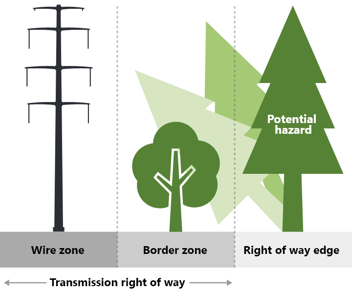 Illustration depicting a small tree planted within the border zone of an electric transmission line right of way and a taller tree within the right of way creating a potential hazard as described in the text.