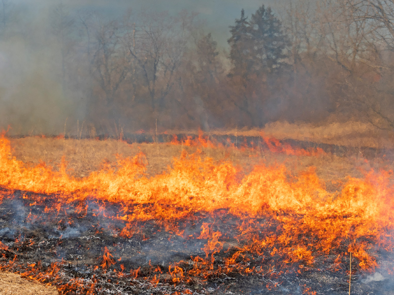 Illustrative photo of a burning grass fire